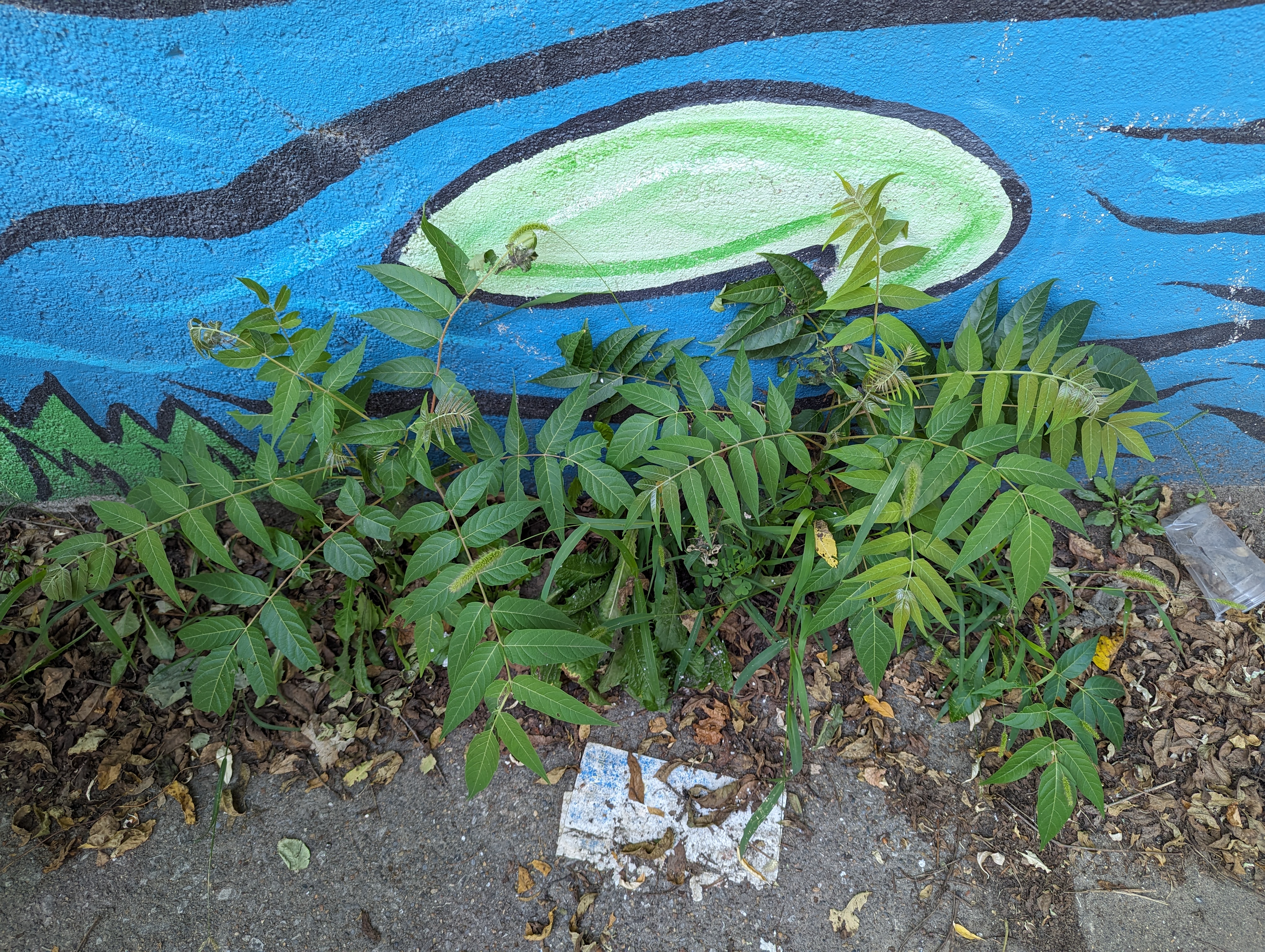 Young tree of heaven growing on a sidewalk.